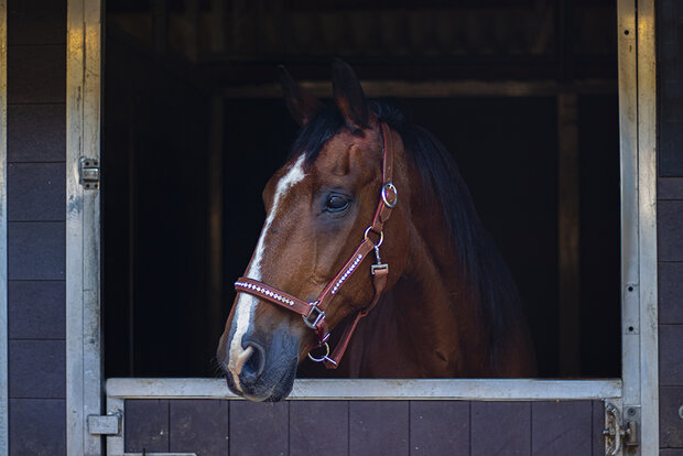 Leren bling halster all crystal